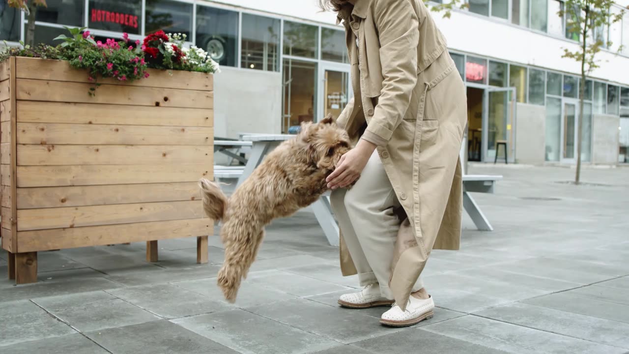 The little dog is playing with its owner🐶