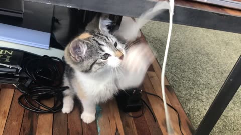 Funny Cat Funny movements 2023