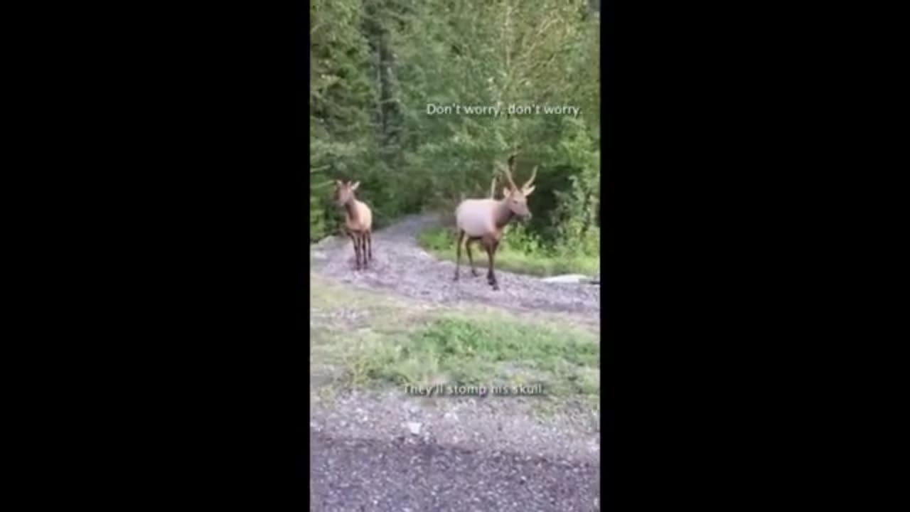 Ignorant tourists unreash dog on ELK in national park