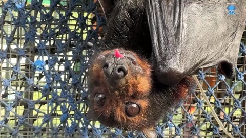 Juvenile flying-fox in care this is Arabesque's first 24 hours