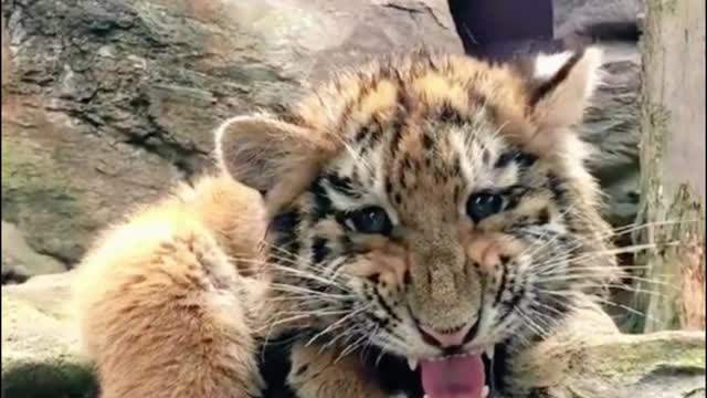 What is the tiger doing? Does it open its mouth from time to time to frighten people?