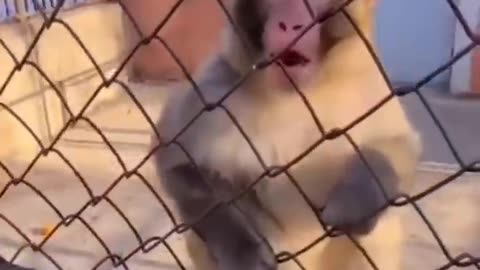 Baby monkey fun #fyp#top level #monkey play with a baby of hummen #cats #baby monkey in a zoo