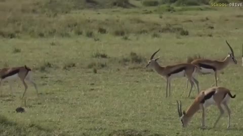 Gazelle in the Maasai Mara