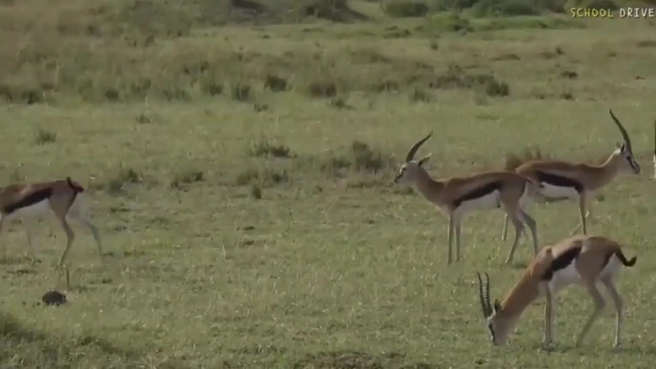 Gazelle in the Maasai Mara