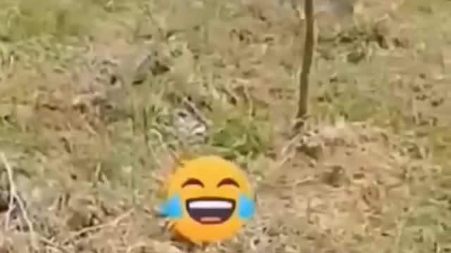 Animals funny moments #part2 #cuteentities #Funnyanimalmoments