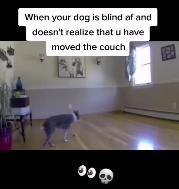 POOR BLIND DOG DOESN'T KNOW THERE'S A WALL.mp4