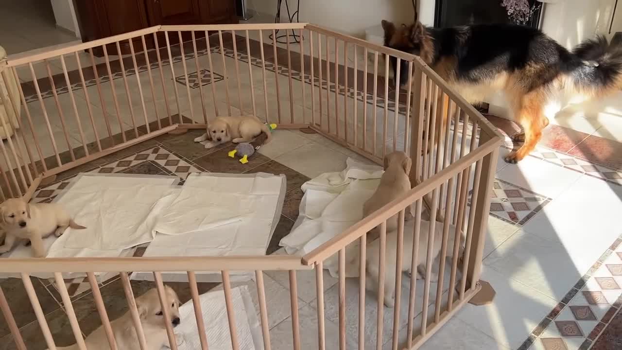 Cute German Shepherd Babysits Puppies