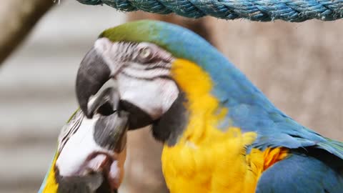 wild beautiful colorful parrot trying to be nice