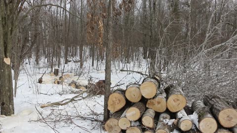 Wiggity Wack Smack Attack, Jack! Felling & bucking a 60' Poplar