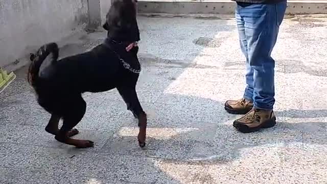 Indian trainer trained his dog very easily.