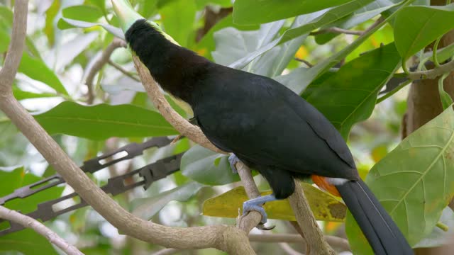 pet birds