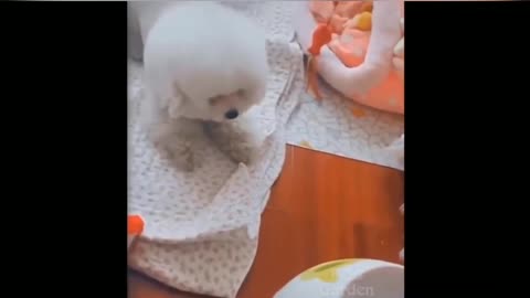 clumsy puppy playing