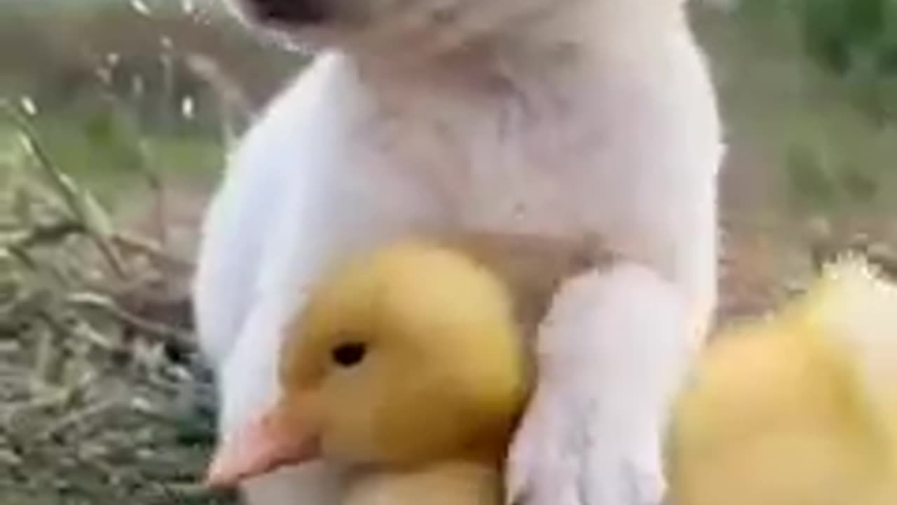 Baby Cute Puppy 🐥😘🤗😍