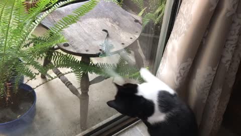 Cat Fooled By A Plastic Lizard