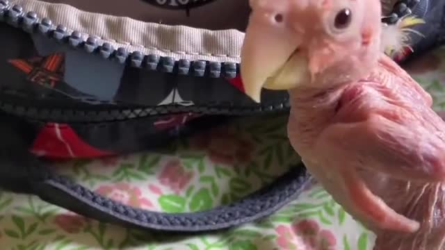 A featherless parrot