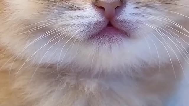 Do you like cats