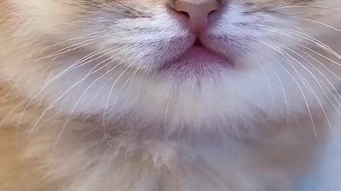 Do you like cats