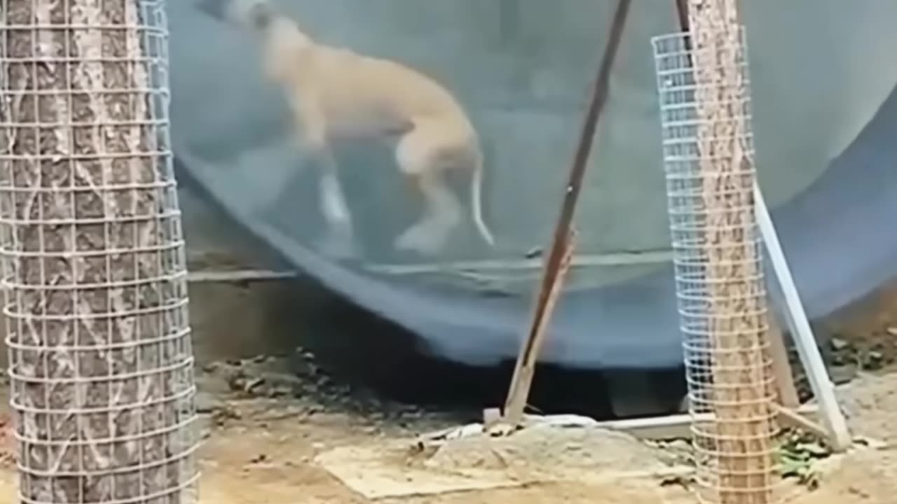 See The dog 🐶🐶 😅😅