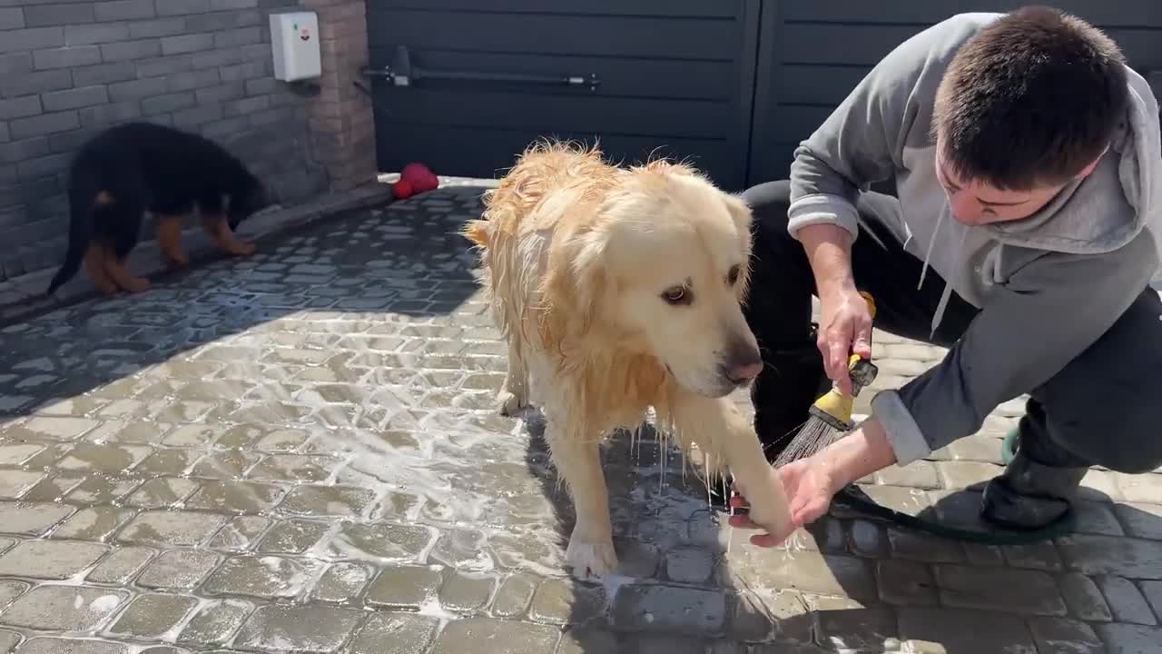 Golden Retriever Bathes Outside for the First Time