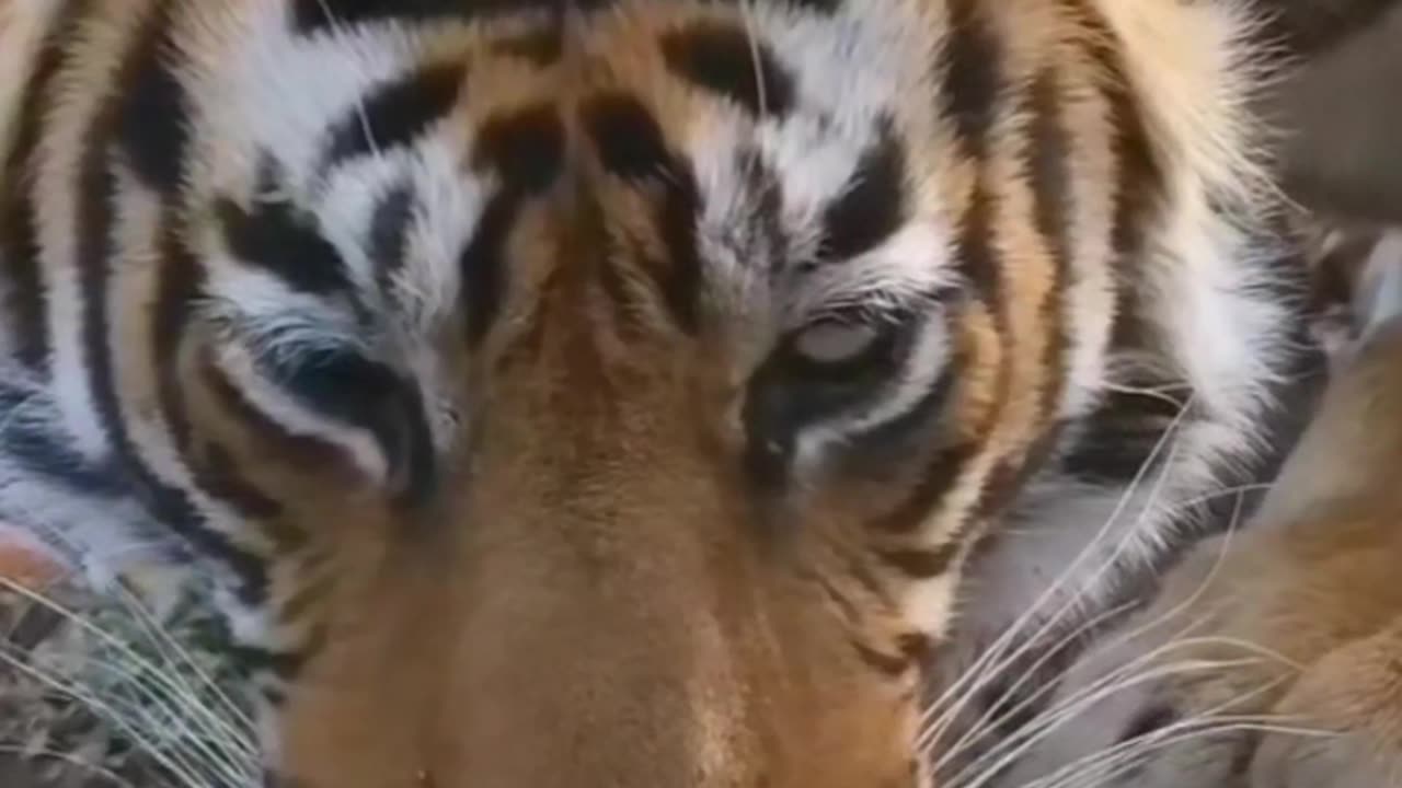 King of forest
