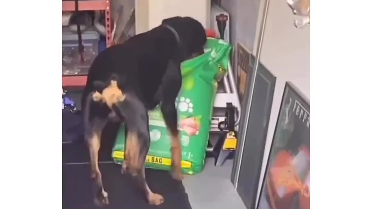 Excuse me, sir, do you have a moment to talk about our Lord and savior... treats? πΎπ