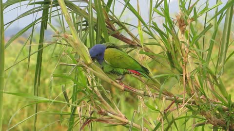 Green parrot bird in the wild