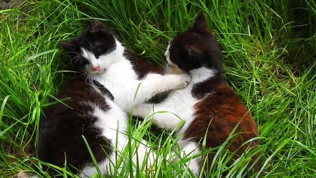 kittens having carefree fun in the grass