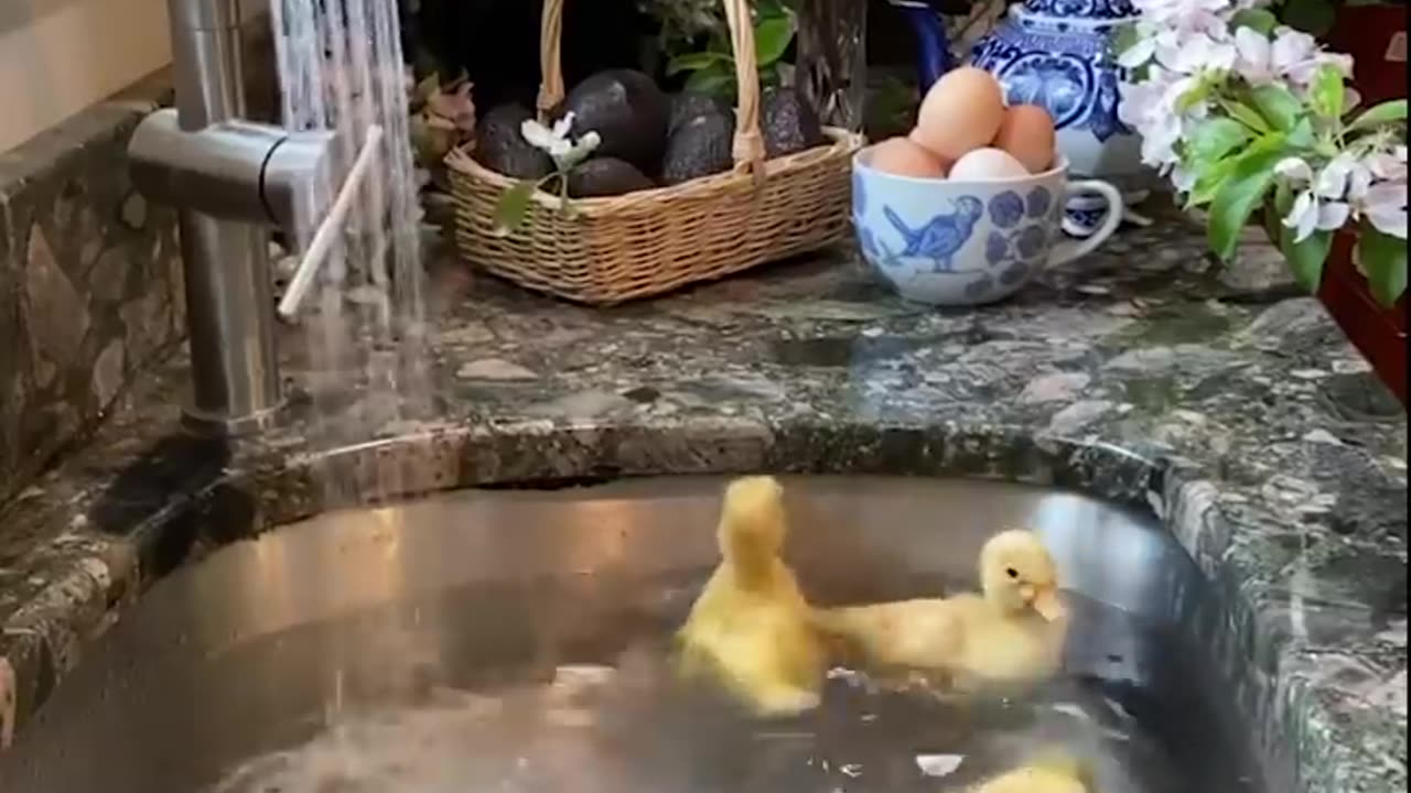 Cute Duckling 🔴 Funniest Baby Ducks Videos