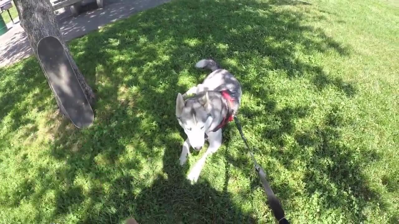 How to Skate With your Dog, Watch This BEFORE Skating With Your Doggo