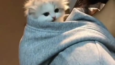 Cute small cat in hoodie,😘😘😘