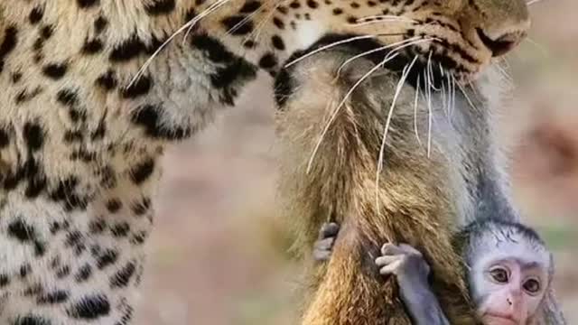 Mother was a leopard