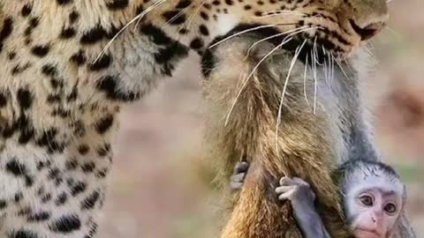 Mother was a leopard