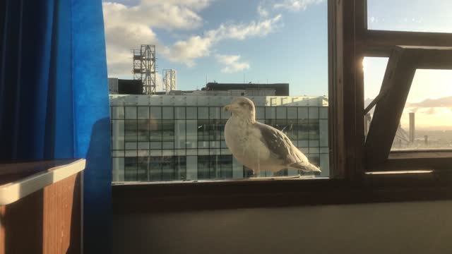 the Seagull bird tells people. Why did you suddenly disappear?