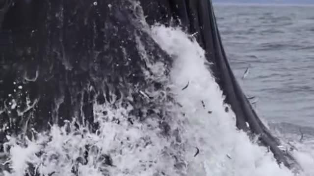 Look at all these anchovies flying out of the Humpback whale's mouth!