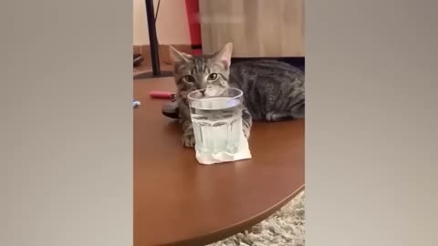 Watch how funny animals guys 🤣