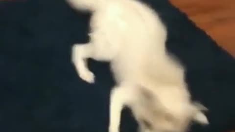 I am speed