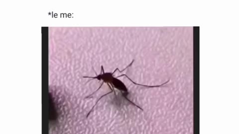 Who to kill mosquito