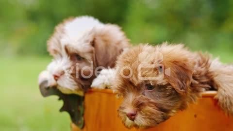 Puppies in Copper Bucket