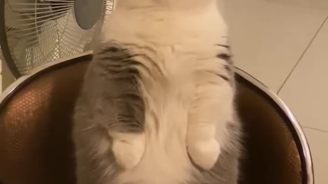 Watch until the end 🤣🤣 [Video] Baby cats, Funny cute cats, Cute cat