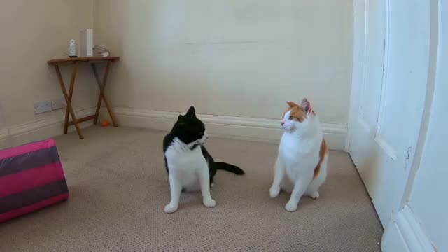 Cats Play Fighting!! Funny