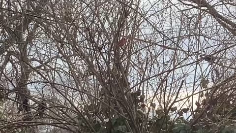 Cardinal backyard