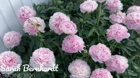 Canadian Peony Society Virtual Show