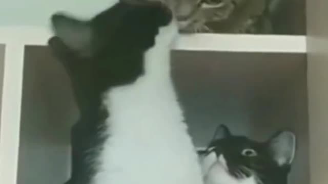 Dancing cat and extra love