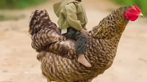 Very funny hen and boy video