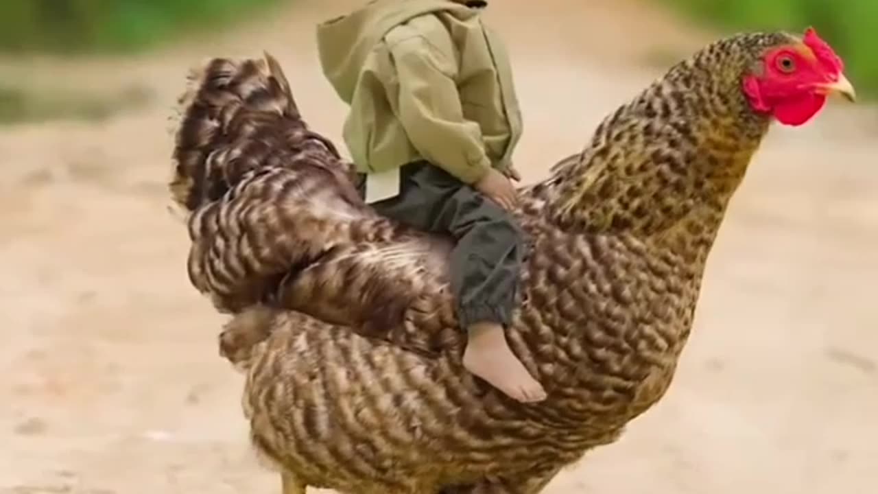 Very funny hen and boy video