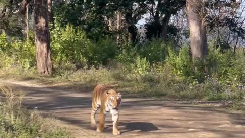 Wildlife in closer view with a natural perspective.