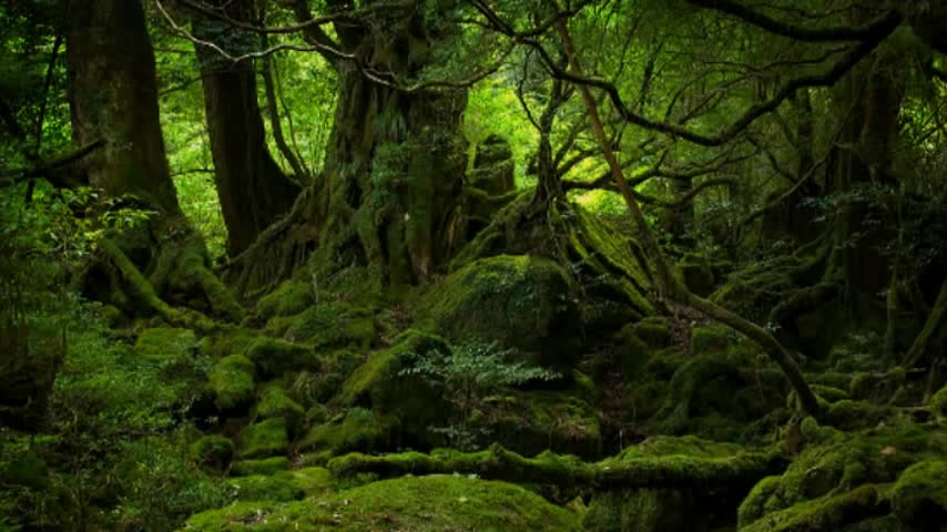 mix "The forrest" Cure song
