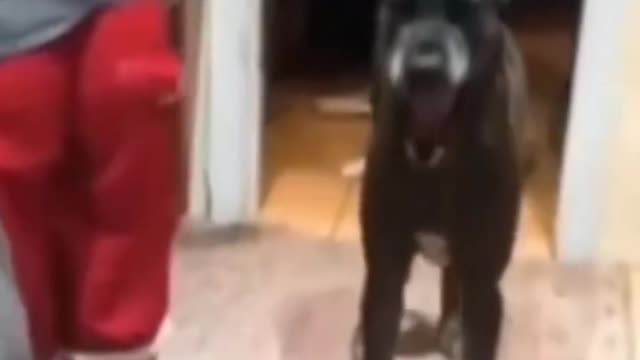 DOGS AND CAT PLAYING IN KITCHEN