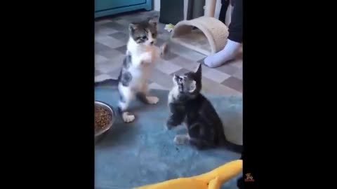 CAT REACTION MOMENT LOVELY