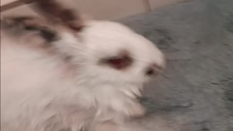 Mrbuttons got his first bath 🛁 today